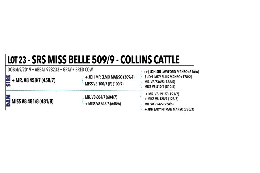 LOT 023 - SRS MISS BELLE 509/9