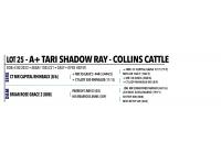 LOT 025 - A+ TARI SHADOW RAY