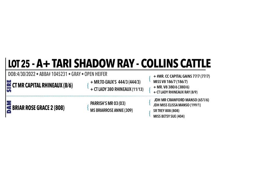 LOT 025 - A+ TARI SHADOW RAY