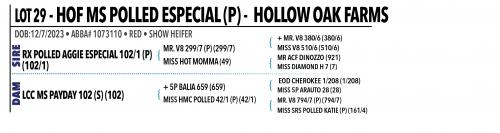 LOT 029 - HOF MS POLLED ESPECIAL (P) OR LOT 028 - HOF MS POLLED CAPPIE (P) -  PICK OR X THE MONEY OF LOTS CHOSEN