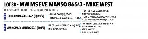 LOT 038 - MW MS EVE MANSO 866/3