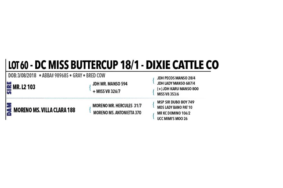 LOT 060 - DC MISS BUTTERCUP 18/1