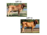 LOT 012 - K-5 MISS ARISTACRAT 366/7 OR LOT 013 - WR MS LONGSHOT 917 -  PICK OR X THE MONEY OF LOTS CHOSEN