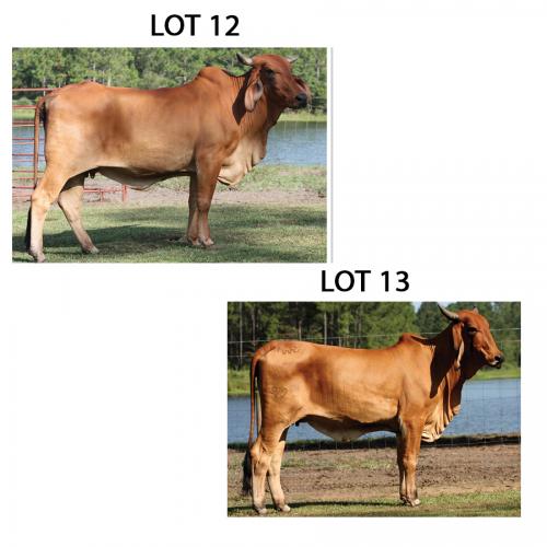 LOT 012 - K-5 MISS ARISTACRAT 366/7 OR LOT 013 - WR MS LONGSHOT 917 -  PICK OR X THE MONEY OF LOTS CHOSEN