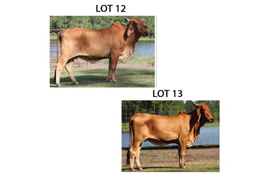 LOT 012 - K-5 MISS ARISTACRAT 366/7 OR LOT 013 - WR MS LONGSHOT 917 -  PICK OR X THE MONEY OF LOTS CHOSEN