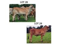 LOT 028 - HOF MS POLLED CAPPIE (P) OR LOT 029 - HOF MS POLLED ESPECIAL (P) - PICK OR X THE MONEY OF LOTS CHOSEN