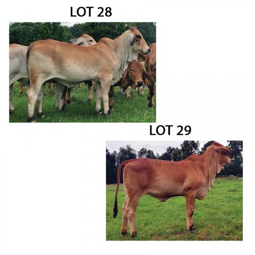 LOT 028 - HOF MS POLLED CAPPIE (P) OR LOT 029 - HOF MS POLLED ESPECIAL (P) - PICK OR X THE MONEY OF LOTS CHOSEN