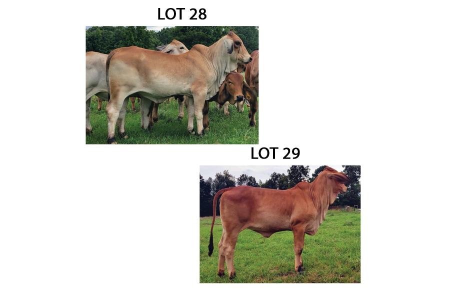 LOT 028 - HOF MS POLLED CAPPIE (P) OR LOT 029 - HOF MS POLLED ESPECIAL (P) - PICK OR X THE MONEY OF LOTS CHOSEN