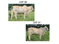 LOT 030 - MISS LPC 221 OR LOT 031 - JF MISS CAP 10/21 - PICK OR X THE MONEY OF LOTS CHOSEN