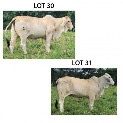 LOT 030 - MISS LPC 221 OR LOT 031 - JF MISS CAP 10/21 - PICK OR X THE MONEY OF LOTS CHOSEN