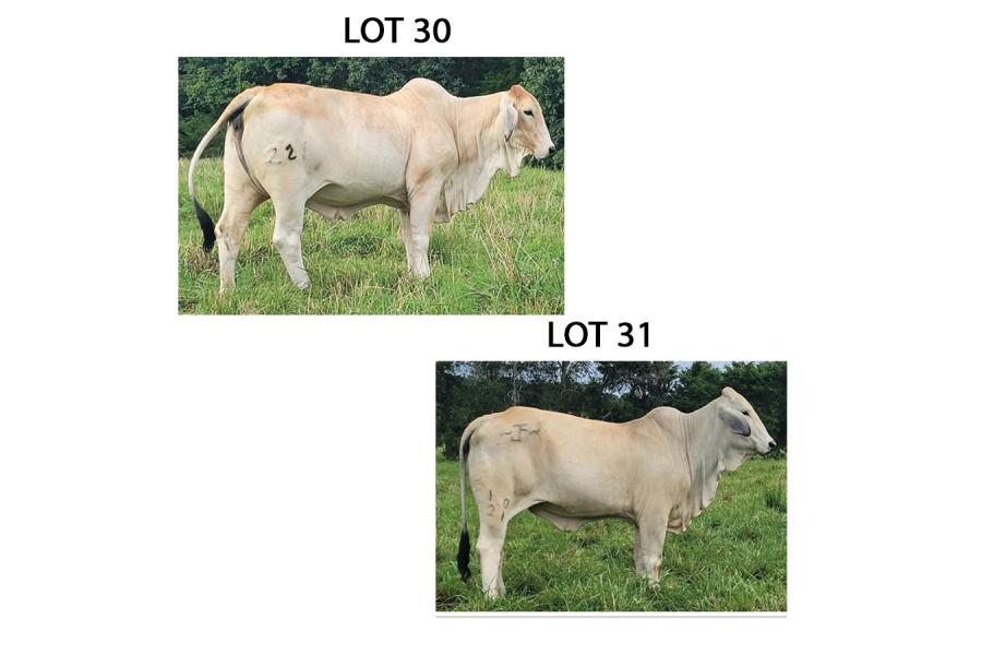 LOT 030 - MISS LPC 221 OR LOT 031 - JF MISS CAP 10/21 - PICK OR X THE MONEY OF LOTS CHOSEN