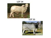 LOT 035 - DD MISS MADISON 10 OR LOT 034 - DD MISS DUBO 2 -  PICK OR X THE MONEY OF LOTS CHOSEN