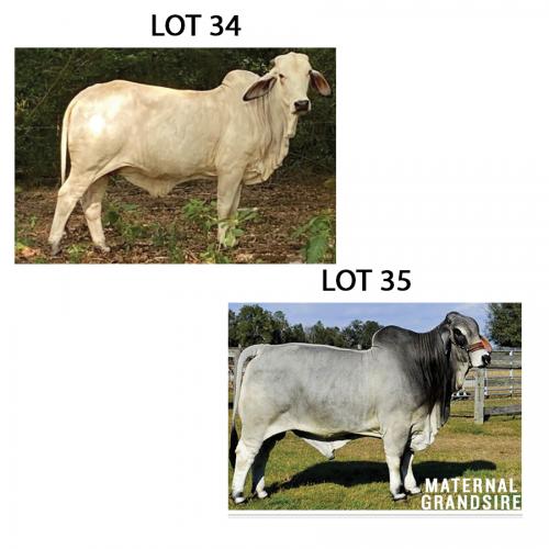 LOT 035 - DD MISS MADISON 10 OR LOT 034 - DD MISS DUBO 2 -  PICK OR X THE MONEY OF LOTS CHOSEN