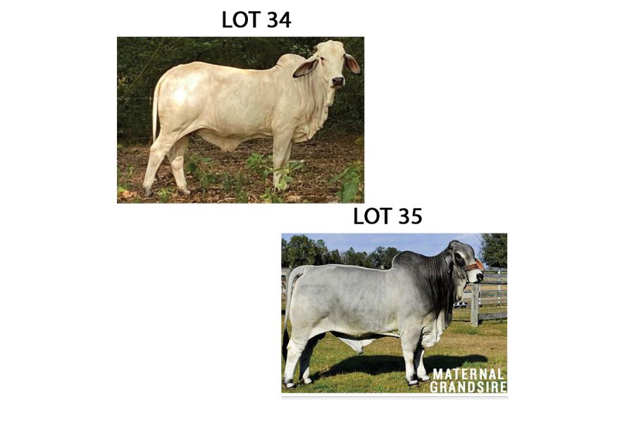 LOT 035 - DD MISS MADISON 10 OR LOT 034 - DD MISS DUBO 2 -  PICK OR X THE MONEY OF LOTS CHOSEN