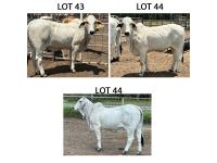 LOT 044 - 9/3 (P) OR LOT 043 - 6/3 (P) OR LOT 045 - 11/3 (P) - PICK OR X THE MONEY OF LOTS CHOSEN