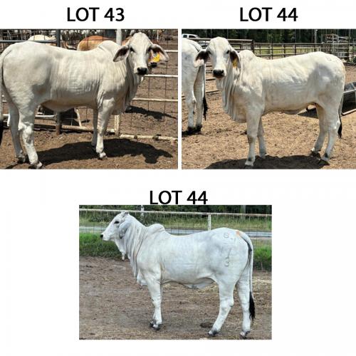 LOT 044 - 9/3 (P) OR LOT 043 - 6/3 (P) OR LOT 045 - 11/3 (P) - PICK OR X THE MONEY OF LOTS CHOSEN