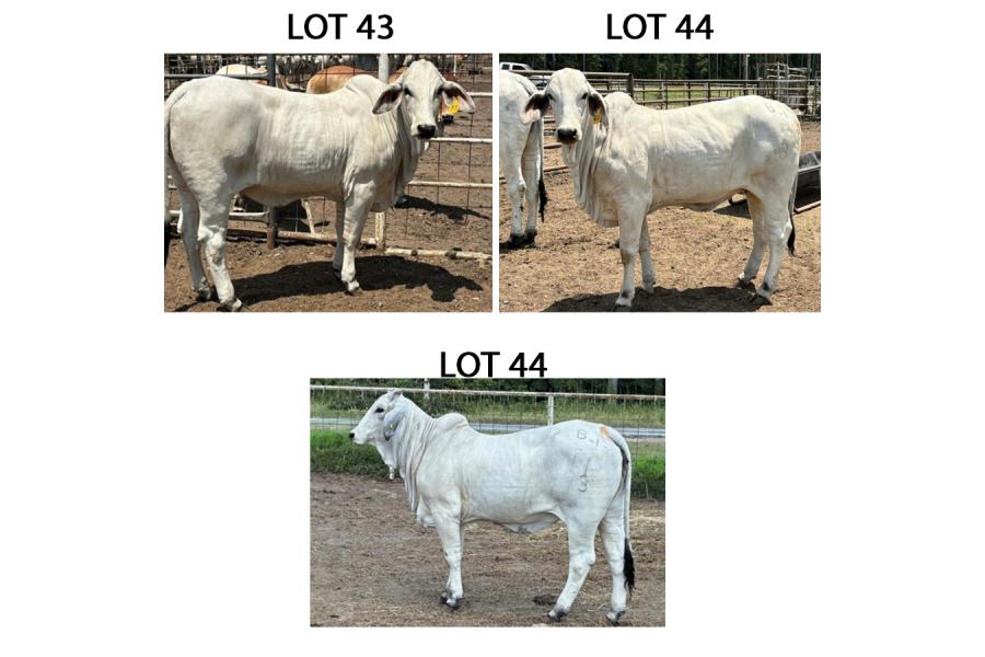 LOT 044 - 9/3 (P) OR LOT 043 - 6/3 (P) OR LOT 045 - 11/3 (P) - PICK OR X THE MONEY OF LOTS CHOSEN