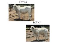 LOT 047 - 18/3 (P) OR LOT 046 - 16/3 (P) - PICK OR X THE MONEY OF LOTS CHOSEN