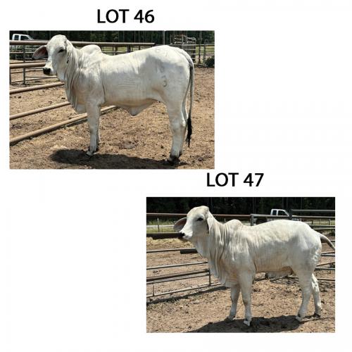 LOT 047 - 18/3 (P) OR LOT 046 - 16/3 (P) - PICK OR X THE MONEY OF LOTS CHOSEN