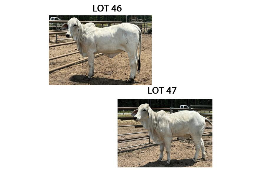 LOT 047 - 18/3 (P) OR LOT 046 - 16/3 (P) - PICK OR X THE MONEY OF LOTS CHOSEN