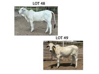 LOT 049 - 23/3 (P) OR LOT 048 - 20/3 (P)  - PICK OR X THE MONEY OF LOTS CHOSEN