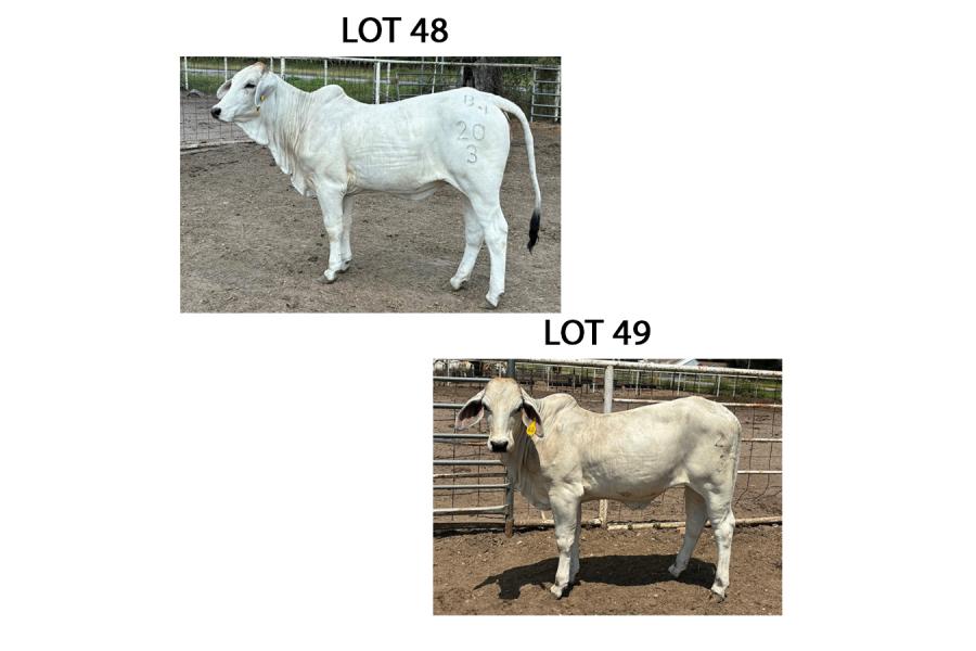 LOT 049 - 23/3 (P) OR LOT 048 - 20/3 (P)  - PICK OR X THE MONEY OF LOTS CHOSEN