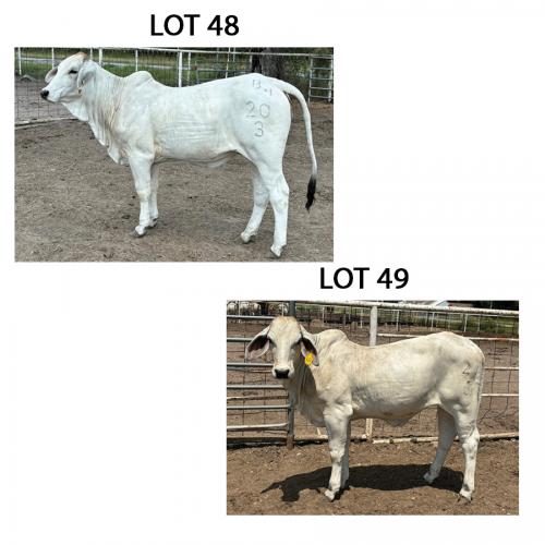 LOT 048 - 20/3 (P) OR LOT 049 - 23/3 (P) -  PICK OR X THE MONEY OF LOTS CHOSEN