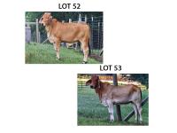 LOT 053 - MISS GRACE 018 OR LOT 052 - MISS GRACE 019 - PICK OR X THE MONEY OF LOTS CHOSEN