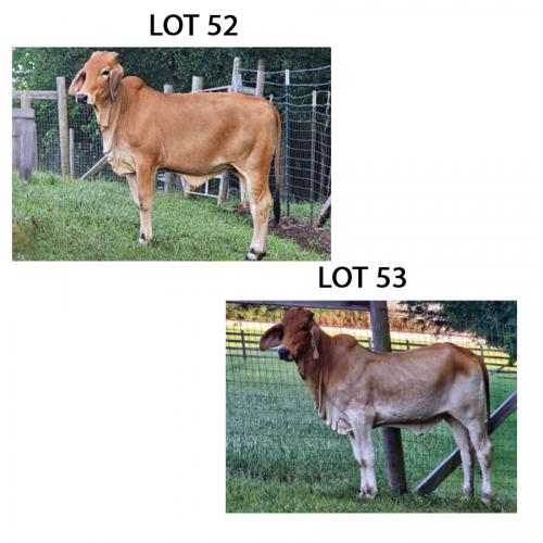 LOT 053 - MISS GRACE 018 OR LOT 052 - MISS GRACE 019 - PICK OR X THE MONEY OF LOTS CHOSEN