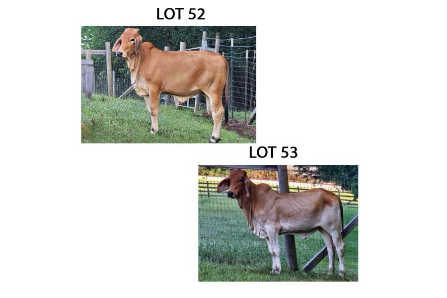 LOT 053 - MISS GRACE 018 OR LOT 052 - MISS GRACE 019 - PICK OR X THE MONEY OF LOTS CHOSEN