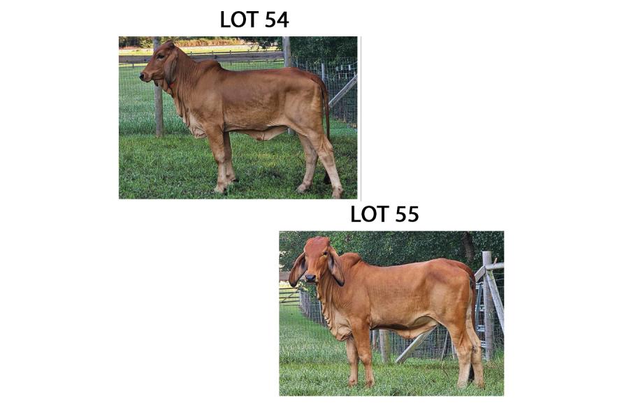 LOT 055 - HARPER 0012 OR LOT 054 - GRACIE 0021 - PICK OR X THE MONEY OF LOTS CHOSEN