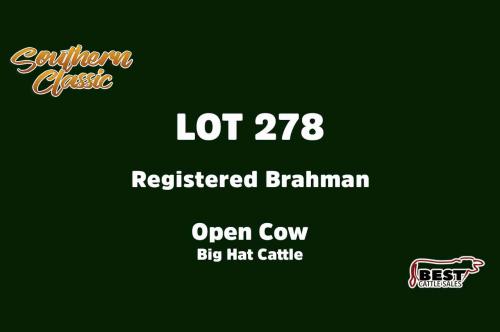 LOT 278 - BIG HAT CATTLE - OPEN COW