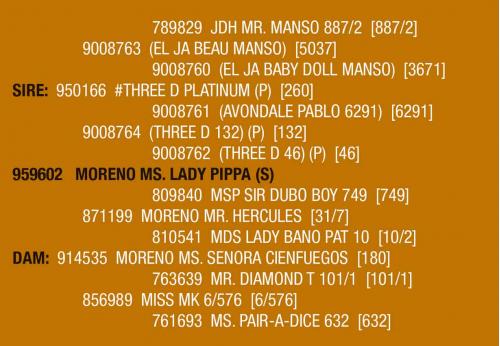 LOT 080 AND LOT 080A - MORENO MS. LADY PIPPA (S)