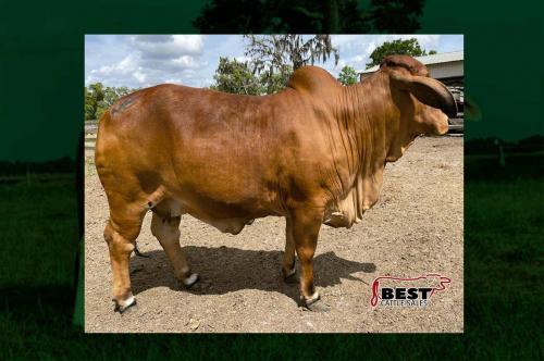 LOT 082 - ME MISS INFERNO 180