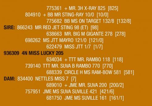 LOT 085 - 4N MISS LUCKY 205