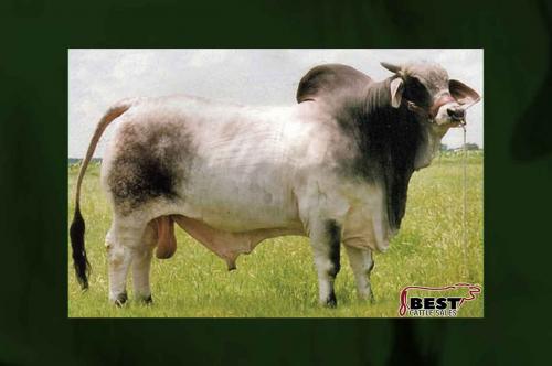 LOT F - SEXED EMBRYOS SIRED BY (+)JDH KARU MANSO 800