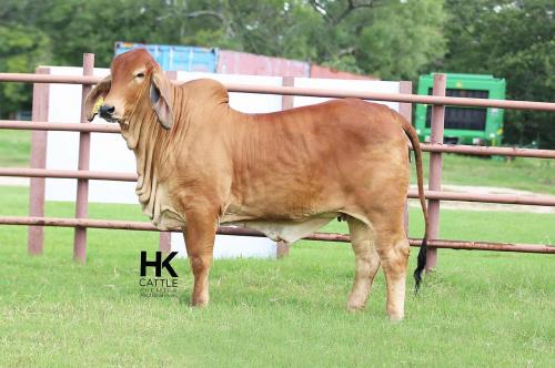 LOT 17 - HK MS. RED RIVER 56/0