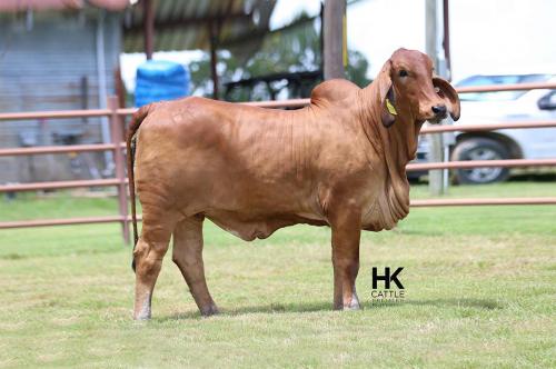 LOT 19 - HK MS. PARAGON PLUS 63/0