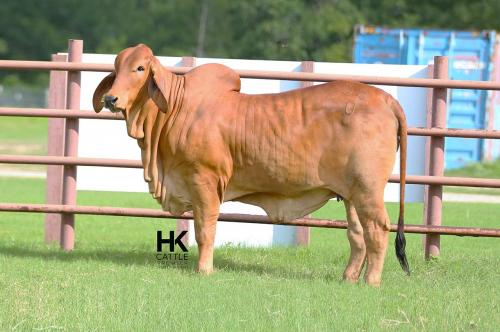 LOT 21 - HK MS. RAY 58/0