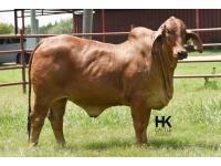 LOT  18 - HK MS. JACK AMERICA 317/3