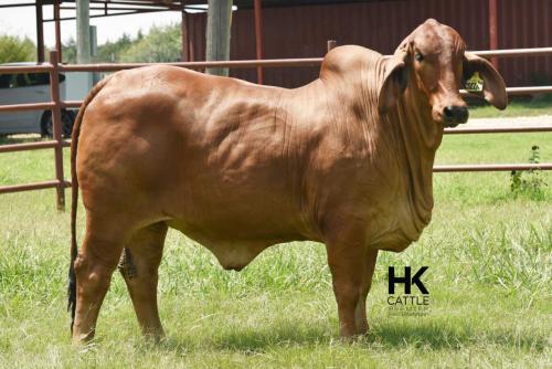 LOT  18 - HK MS. JACK AMERICA 317/3