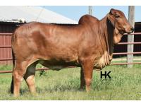 LOT  11 - HK MS. RAY 811/3