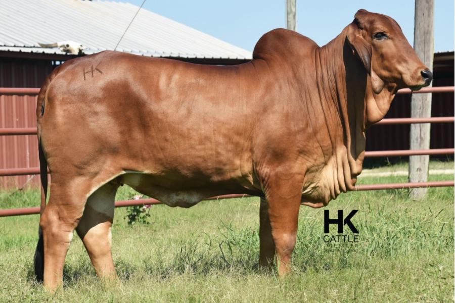 LOT  11 - HK MS. RAY 811/3