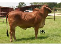 LOT  12 - HK MS. RAY 326/3