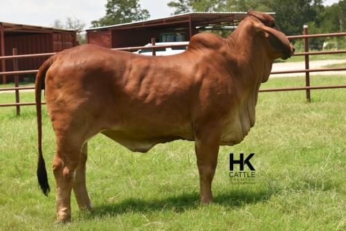 LOT  12 - HK MS. RAY 326/3