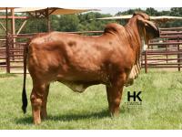 LOT  13 - HK MS. RAY 312/3