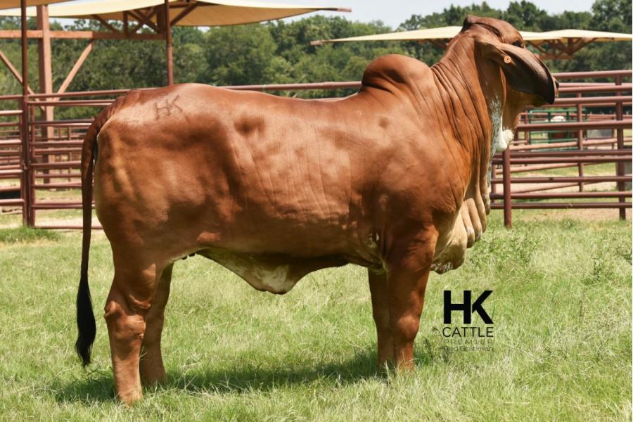 LOT  13 - HK MS. RAY 312/3