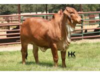 LOT  13 - HK MS. RAY 312/3