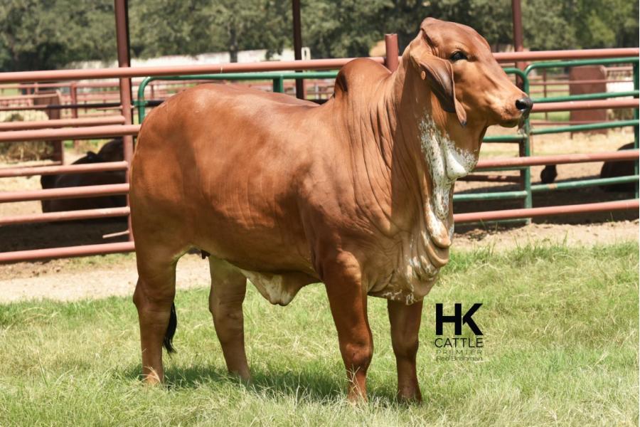 LOT  13 - HK MS. RAY 312/3