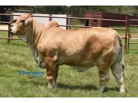 LOT  14 - MISS J&M MILDRED 604/2